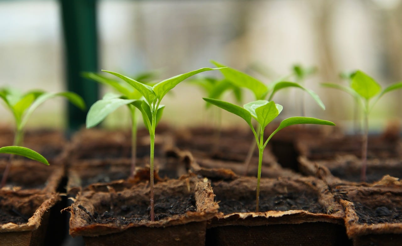 Semis Comment Bien Semer Les Graines Des Plantes Technique Habitat